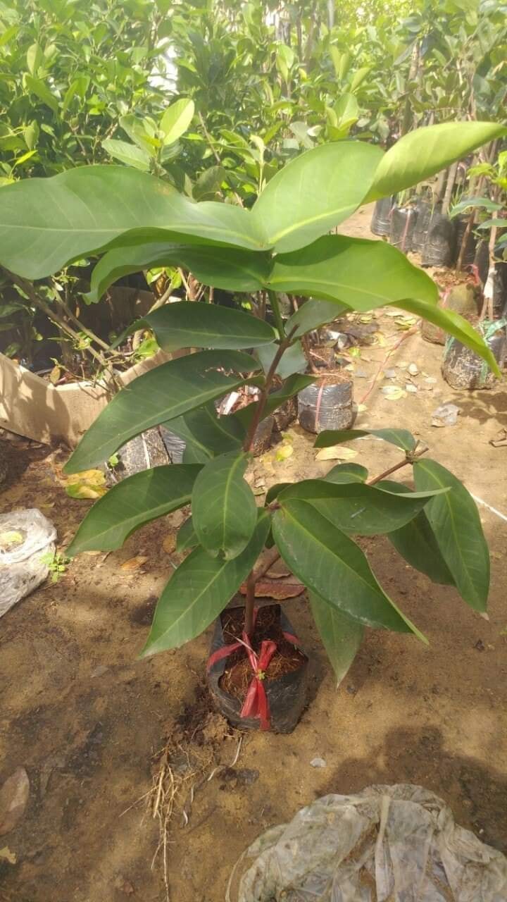 CÂY GIỐNG MẬN AN PHƯỚC