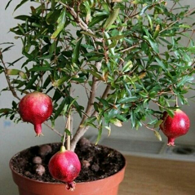 CÂY GIỐNG LỰU LÙN ĐỎ CAO SẢN