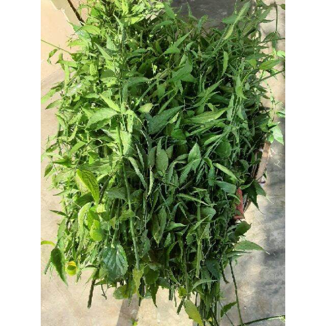 Dried Bitter Melon Plant 1kg