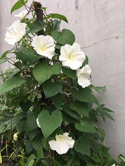 Hạt giống hoa chomchan - moonflower Thái Lan