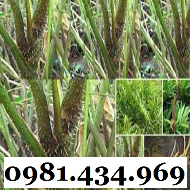 Củ Mướp Gai (Móp Gai, Ráy Gai) Khô 1KG CHuẩn Đẹp