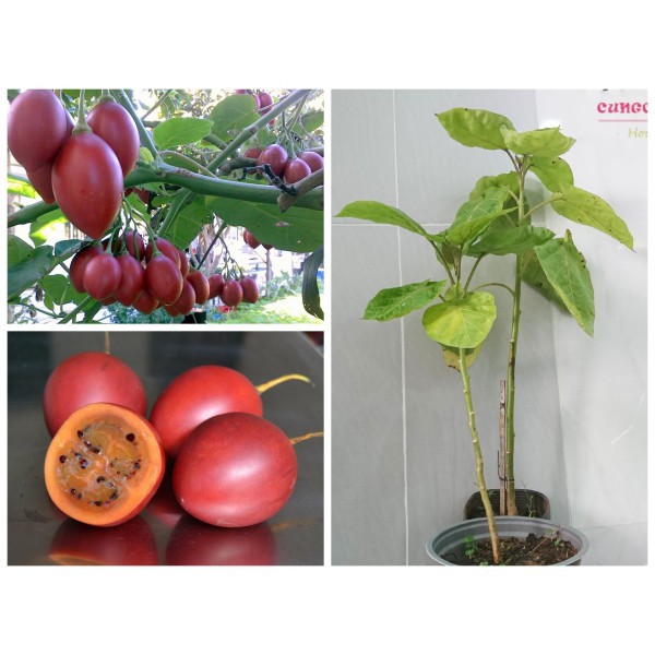 CÂY GIỐNG CÀ CHUA THÂN GỖ SIÊU QUẢ