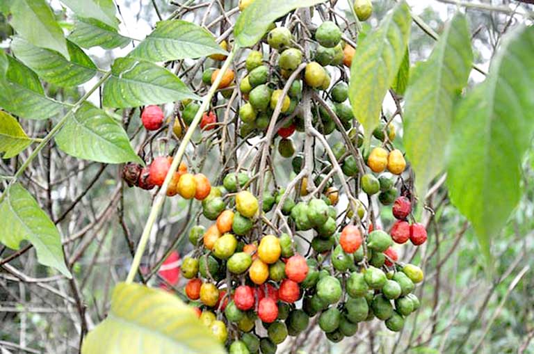 cây xoan đào giống (cây dâu da xoan )
