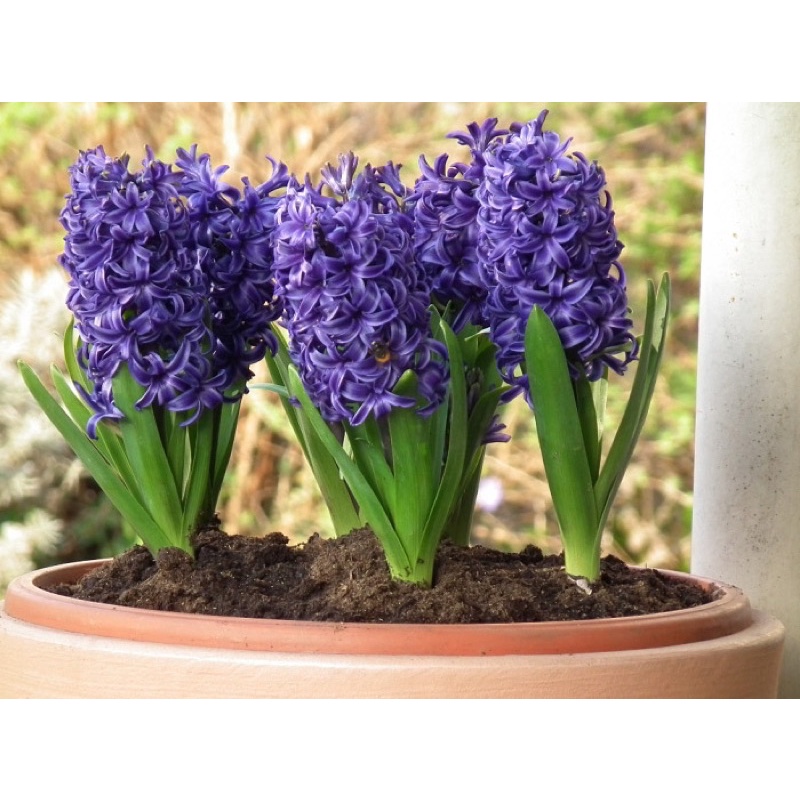 Củ hoa tiên ông giá sỉ(10 củ) HOA TẾT