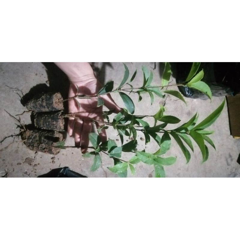 cây giống Mộc hương ta hoa vàng