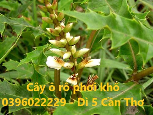 Cây ô rô phơi khô 1 ký sạch đẹp