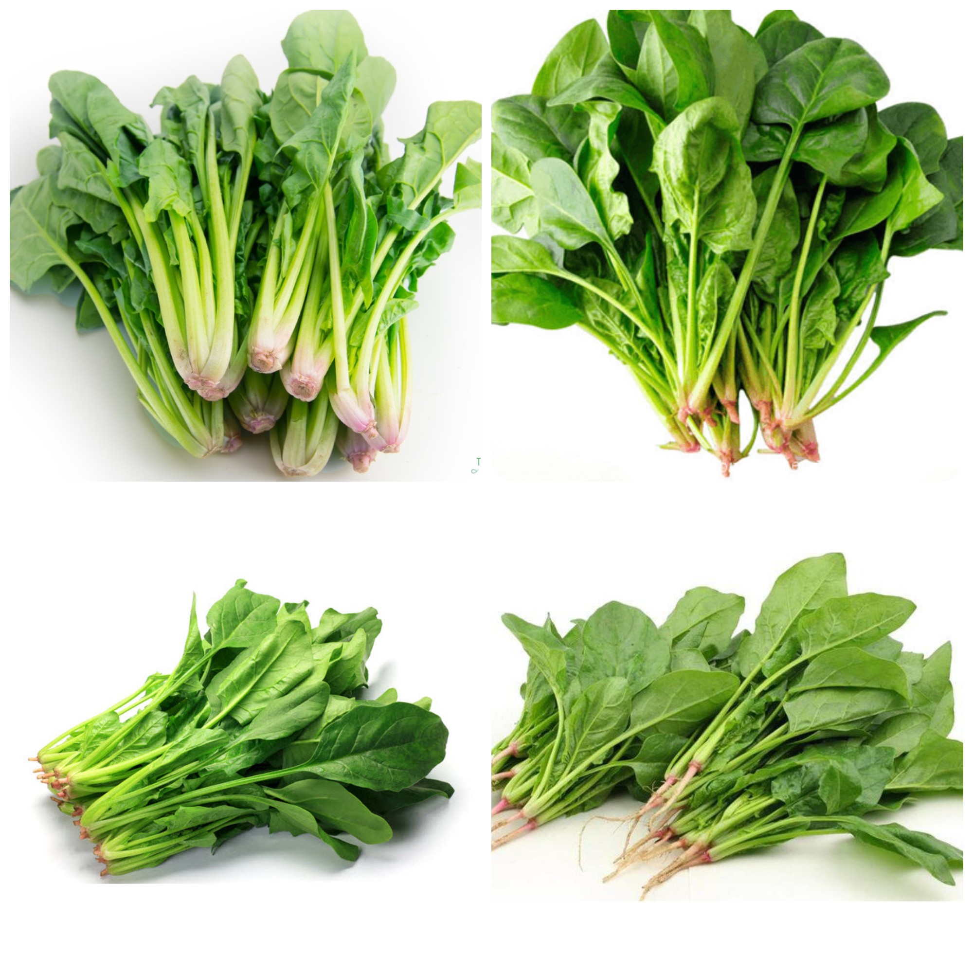 Hạt giống Cải bó xôi / Cải bina / Rau chân vịt gói 20gr
