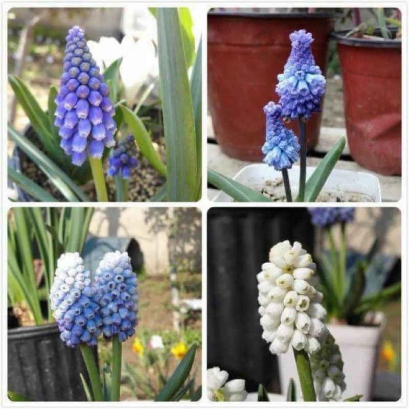 Củ hoa chuông ( nho lục bình, muscari) nhập khẩu Canada