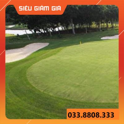 HẠT GIỐNG CỎ THẢM CẢNH CỎ BERMUDA - CHỊU HẠN HÁN TỐT