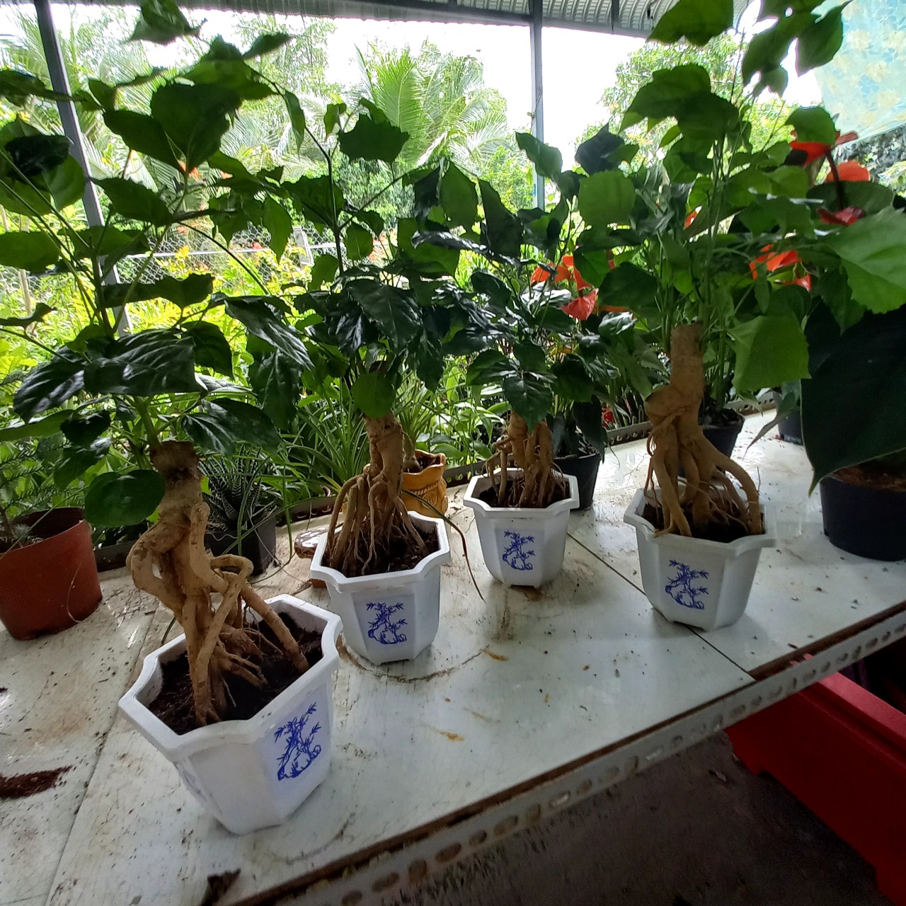 Cây Hạnh phúc Bonsai size to
