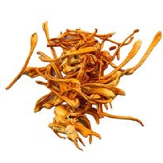 ĐÔNG TRÙNG HẠ THẢO KHÔ 100G