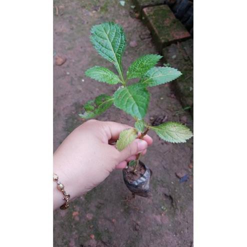 Cây Giống Cỏ Đuôi Chuột Hoa Tím