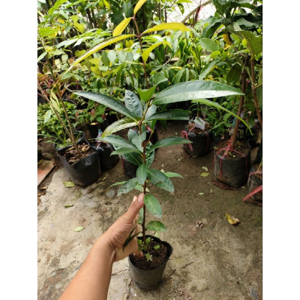 Cây mận lý ( cao trên 40cm )