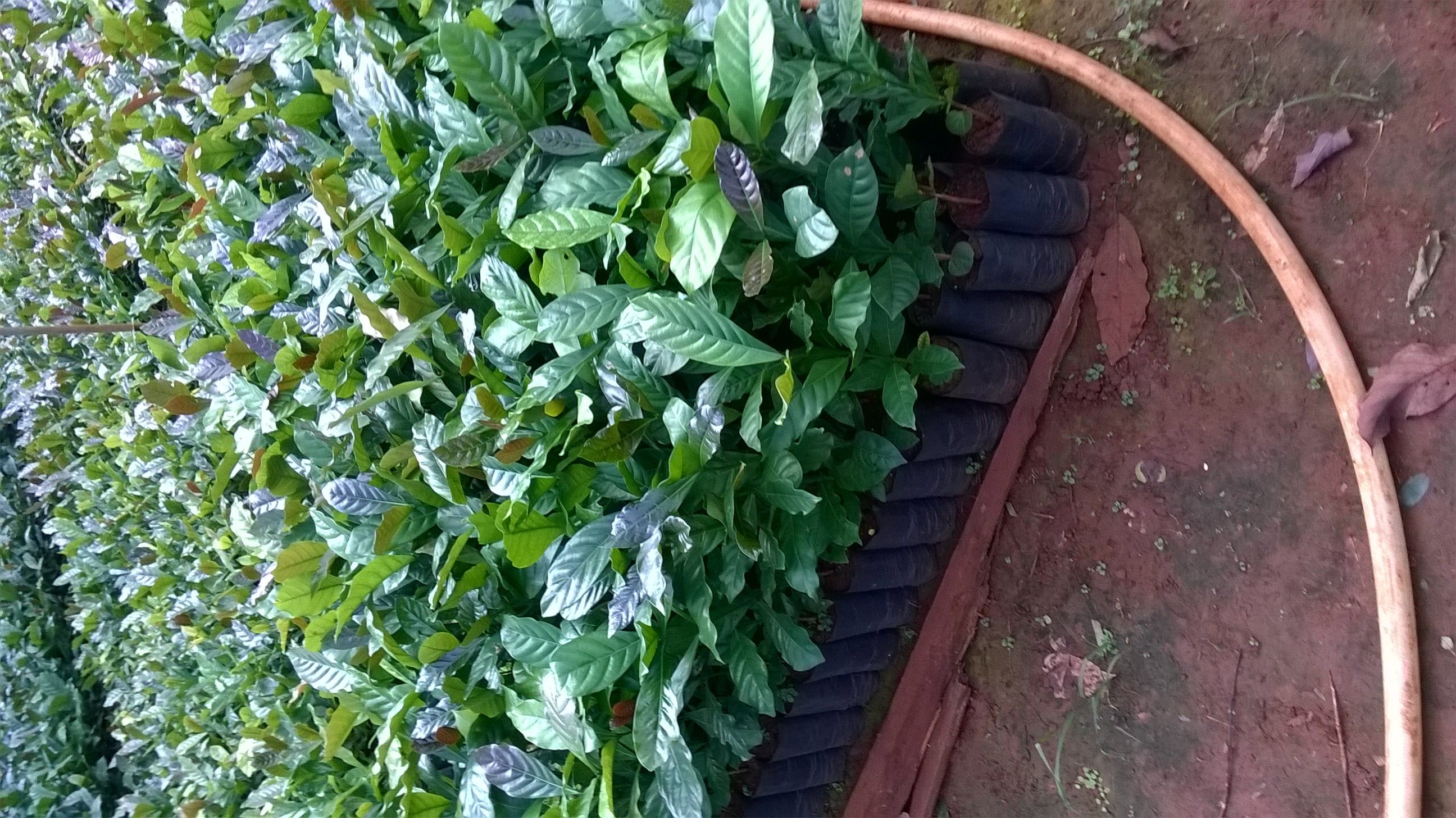 Cây giống Cà Phê Arabica [ Giống chuẩn ]