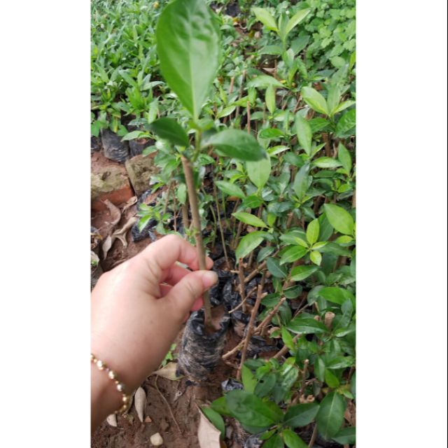 Hoa dạ lý hương - bầu cây giống