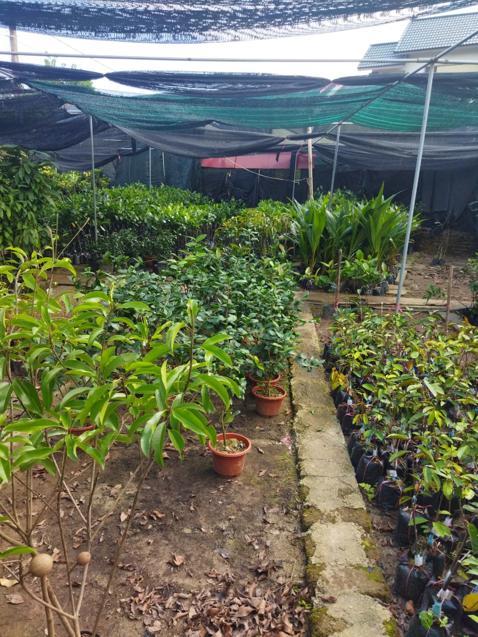 CÂY GIỐNG Cây quế LẤY VỎ SIÊU KINH TẾ