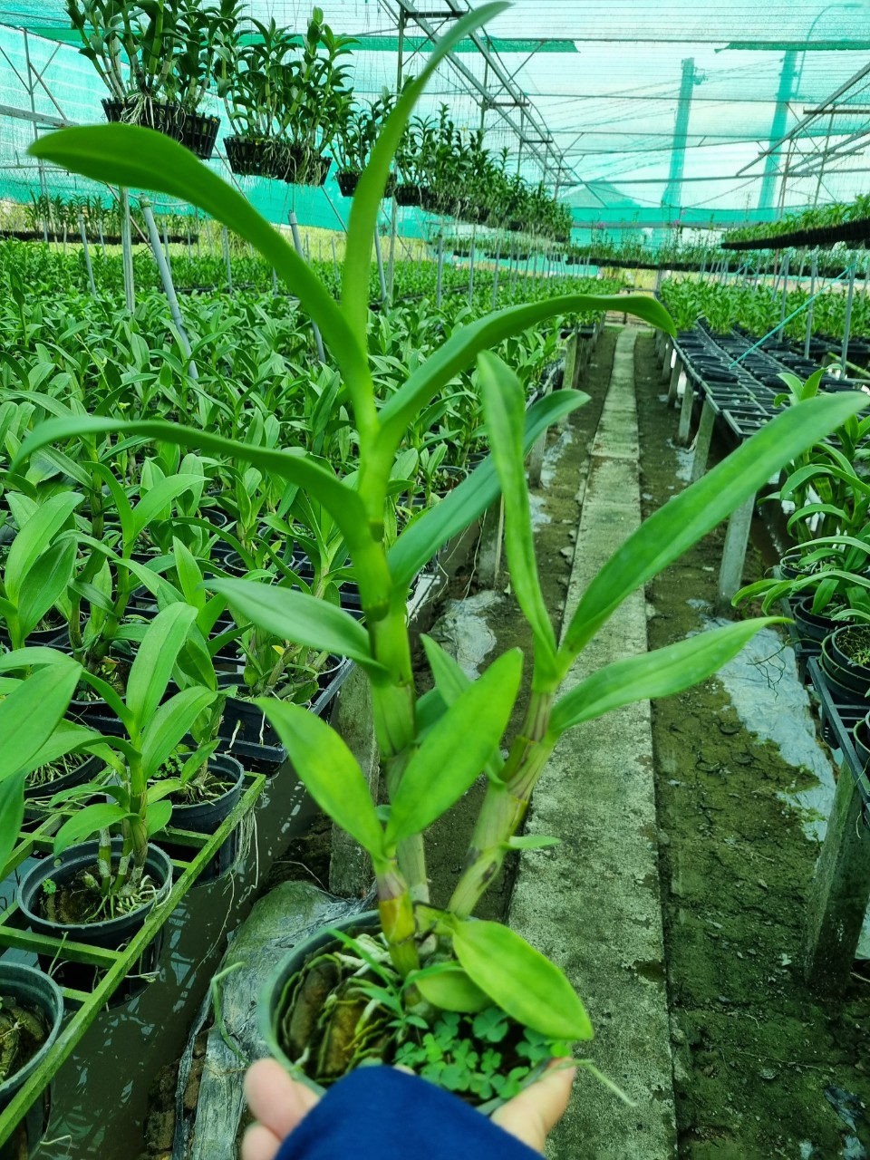 HOA LAN NẮNG 4N XƯA