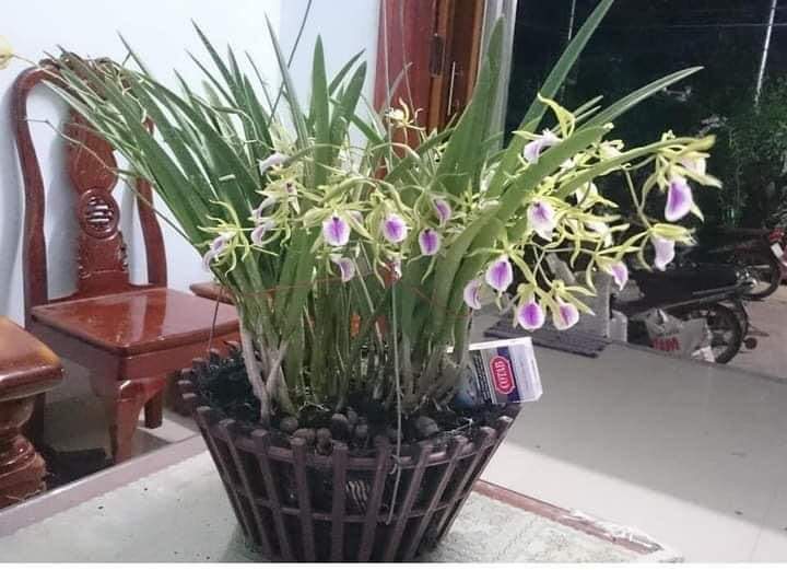 Hoa lan đuôi công cây giống Cao 7-12Cm