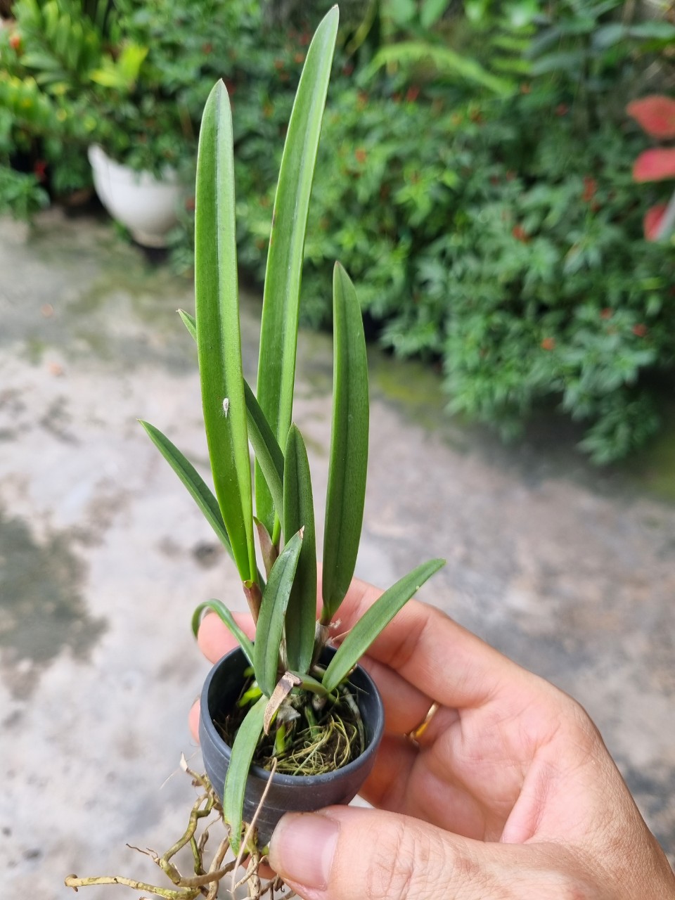 Hoa lan đuôi công cây giống Cao 7-12Cm