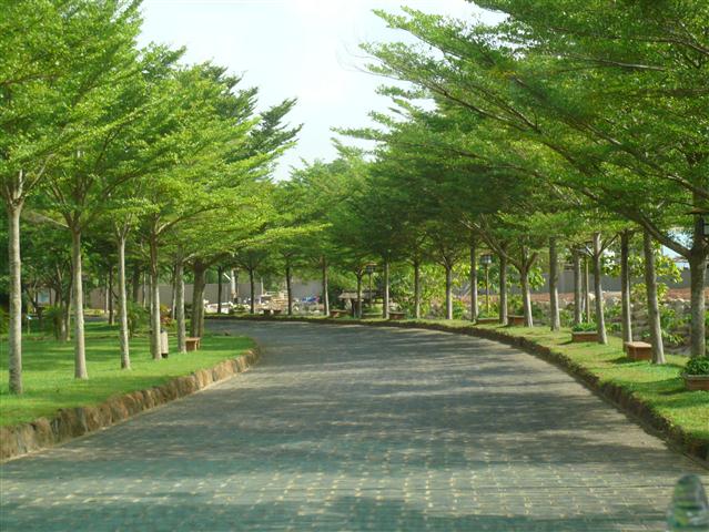 CÂY BÀNG ĐÀI LOAN - CÂY GIỐNG