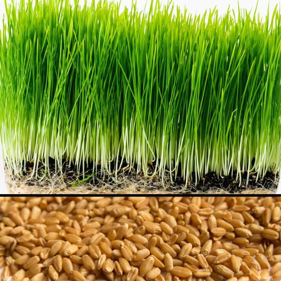 Hạt giống cỏ lúa mạch gói 500g - hạt giống tốt , tỉ lệ nảy mầm cao