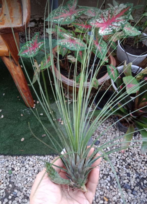 Cây không khí Juncea
