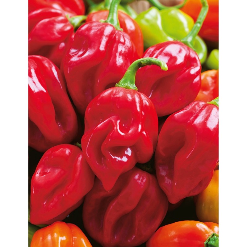 Cây ớt Habanero đỏ trưởng thành cho trái siêu cay - cây đang hoặc sắp cho hoa