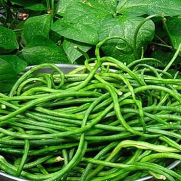 Hạt Đậu Đũa Bụi Ngọt Sai Trái (20gr)