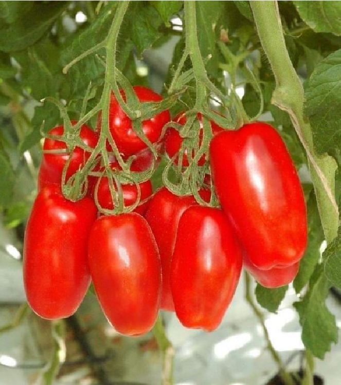 Hạt giống cà chua ngón tay đỏ KS - Gói 30 hạt