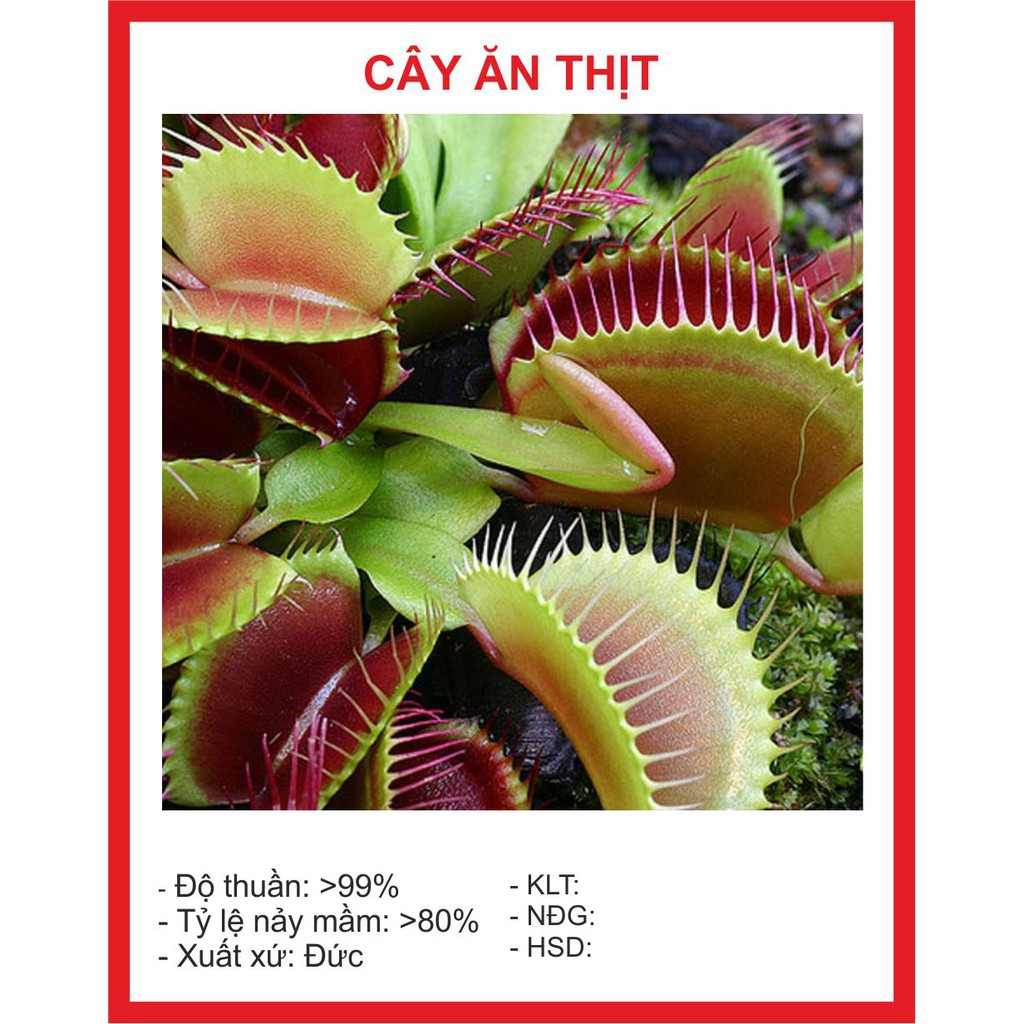 Hạt giống Cây Bắt Mồi 15 Hạt