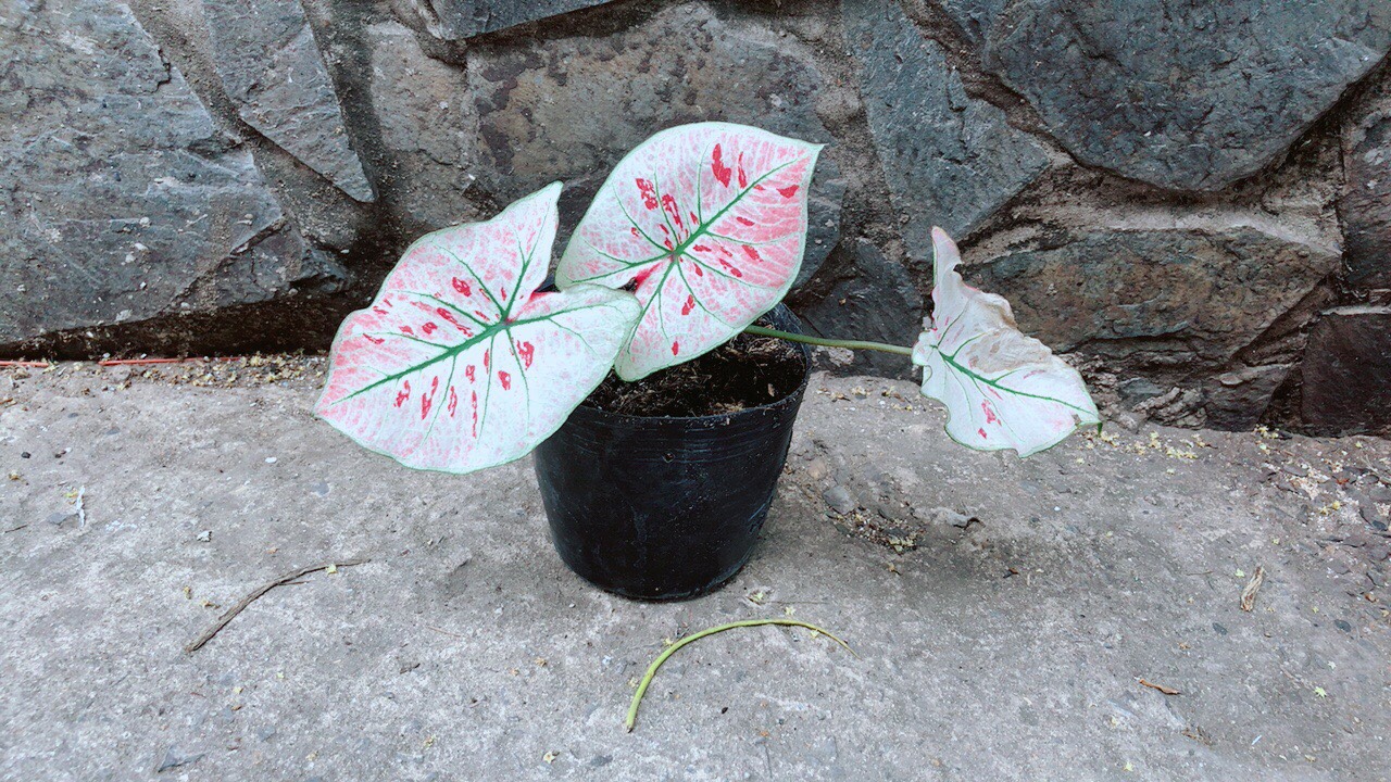 Cây Môn Trắng Kiểng