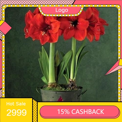 [Mã LIFE1511A giảm 10% đơn 50K] Hoa Lan Huệ kép (2 củ) HOA Tết