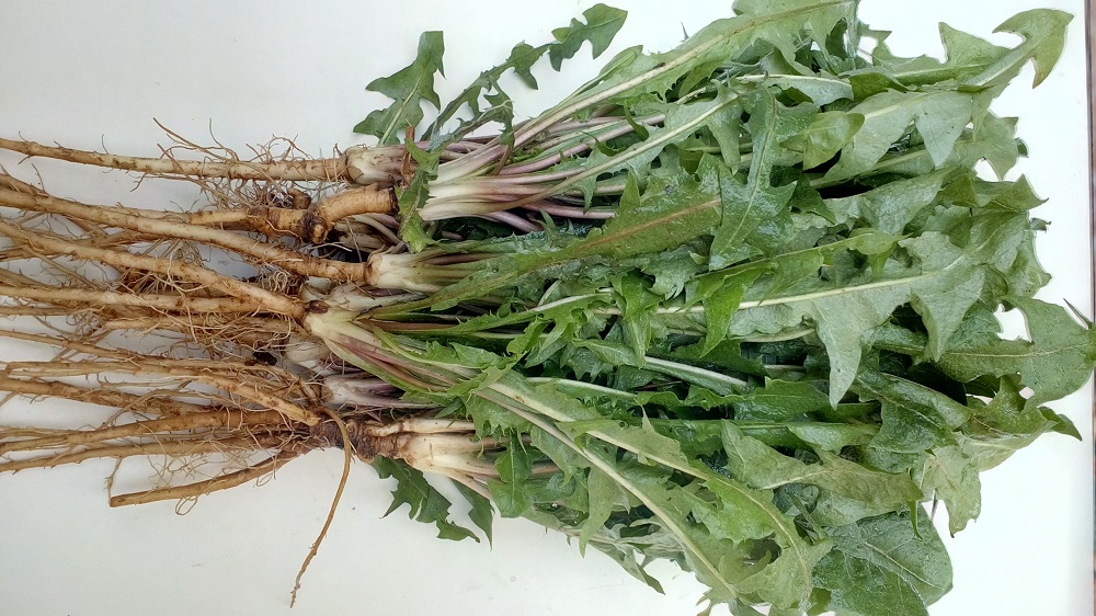 cây giống bồ công anh
