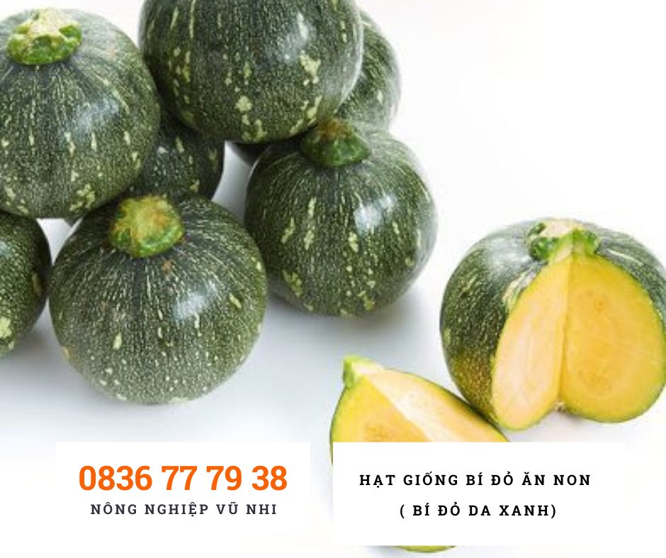 Hạt giống Bí Đỏ ăn non ( bí đỏ da xanh ) - hatgiong24h