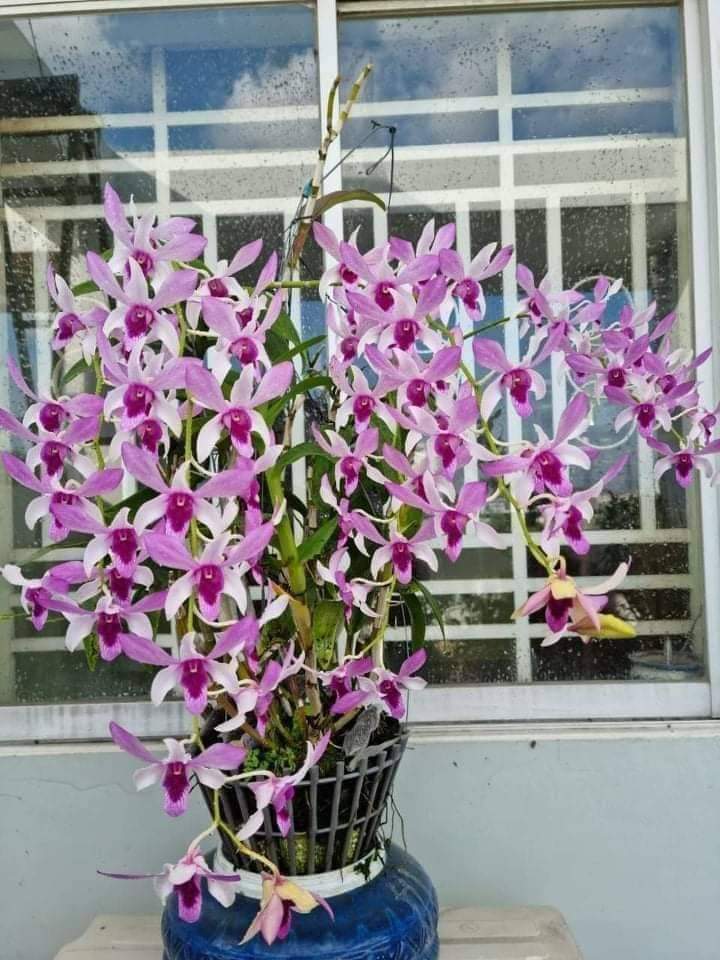 Denro Alba lai