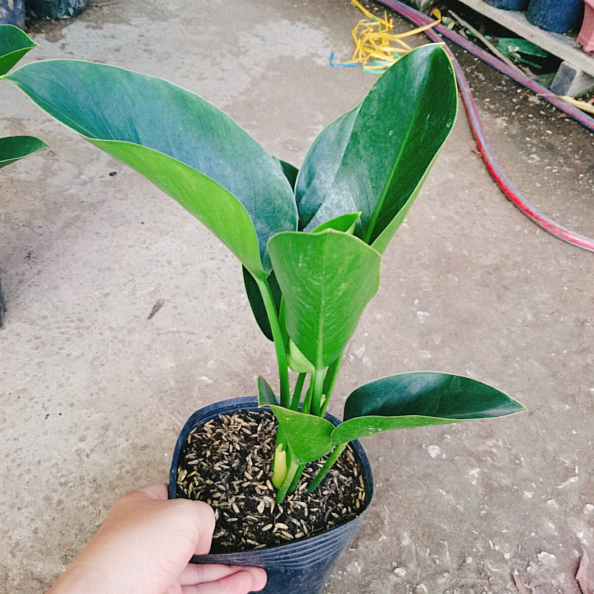 Trầu Bà Đế Vương Xanh - cây cảnh để bàn