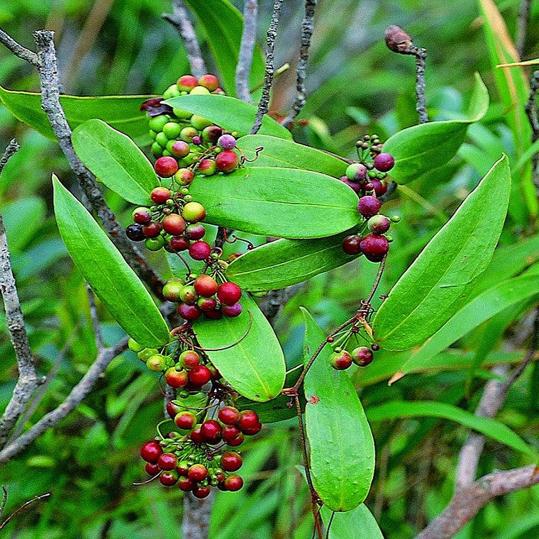 Củ khúc khắc 500g cao cấp