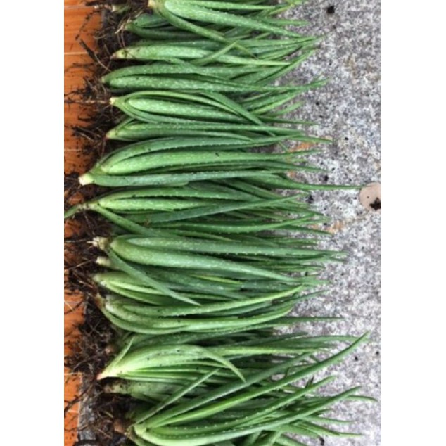 Cây Nha Đam Con Giống Mỹ, Mua 10 tặng 1 (20_30Cm)