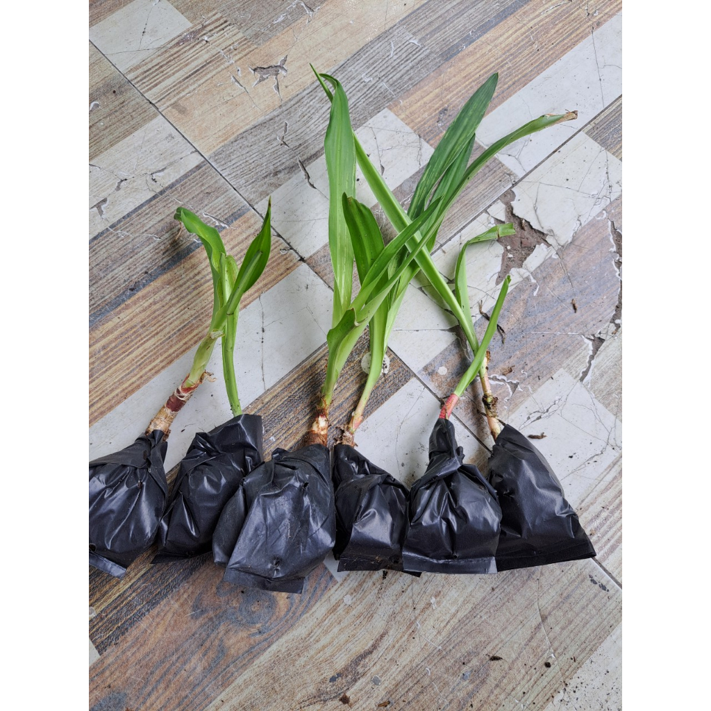 Cây trinh nữ hoàng cung - Cây giống chuẩn - 1 củ