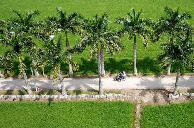 cây giống Cau Vua
