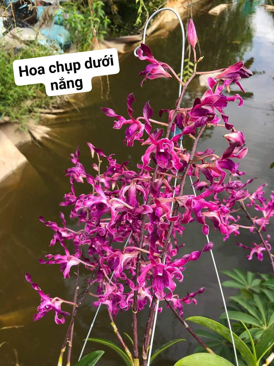 HOA LAN SING TÍM XOẮN