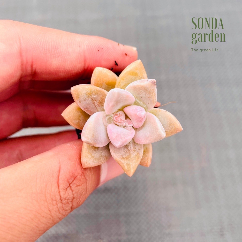 SEN ĐÁ PINK GEM SIZE MINI LỖI 1 ĐỔI 1