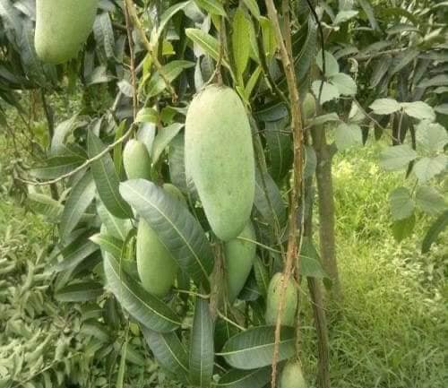 CÂY XOÀI THÁI LAN (trồng chậu)