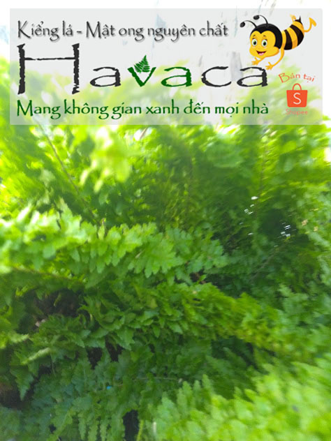 Combo cây trần dương xỉ nữ hoàng và dạ quang