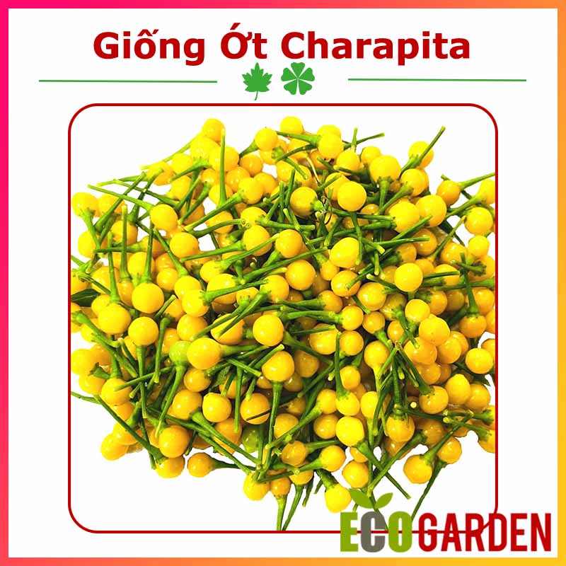 Hạt Giống Ớt Charapita (Ớt Peru) (5H) (ECO.468)