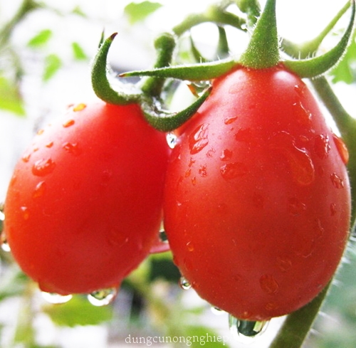 Hạt Giống Cà Chua Quả Lê Đỏ Sai Trái (0.1gr)