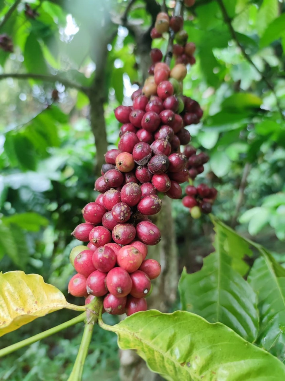 Cà Phê Hạt Specialty Indonesia Central Java Fine Robusta Floral Jasmine - Stupiducks Specialty Coffee
