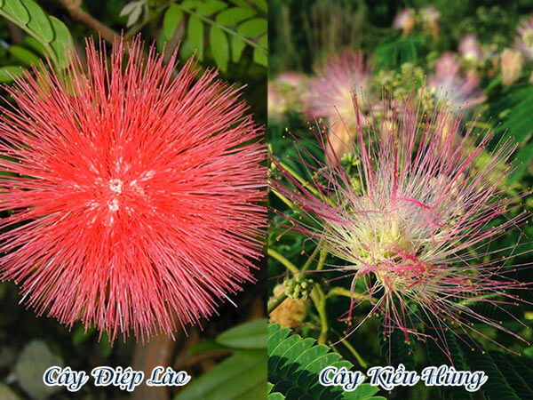 cây điệp lào (kiều hùng hoa đỏ )- cây trồng chậu nhỏ