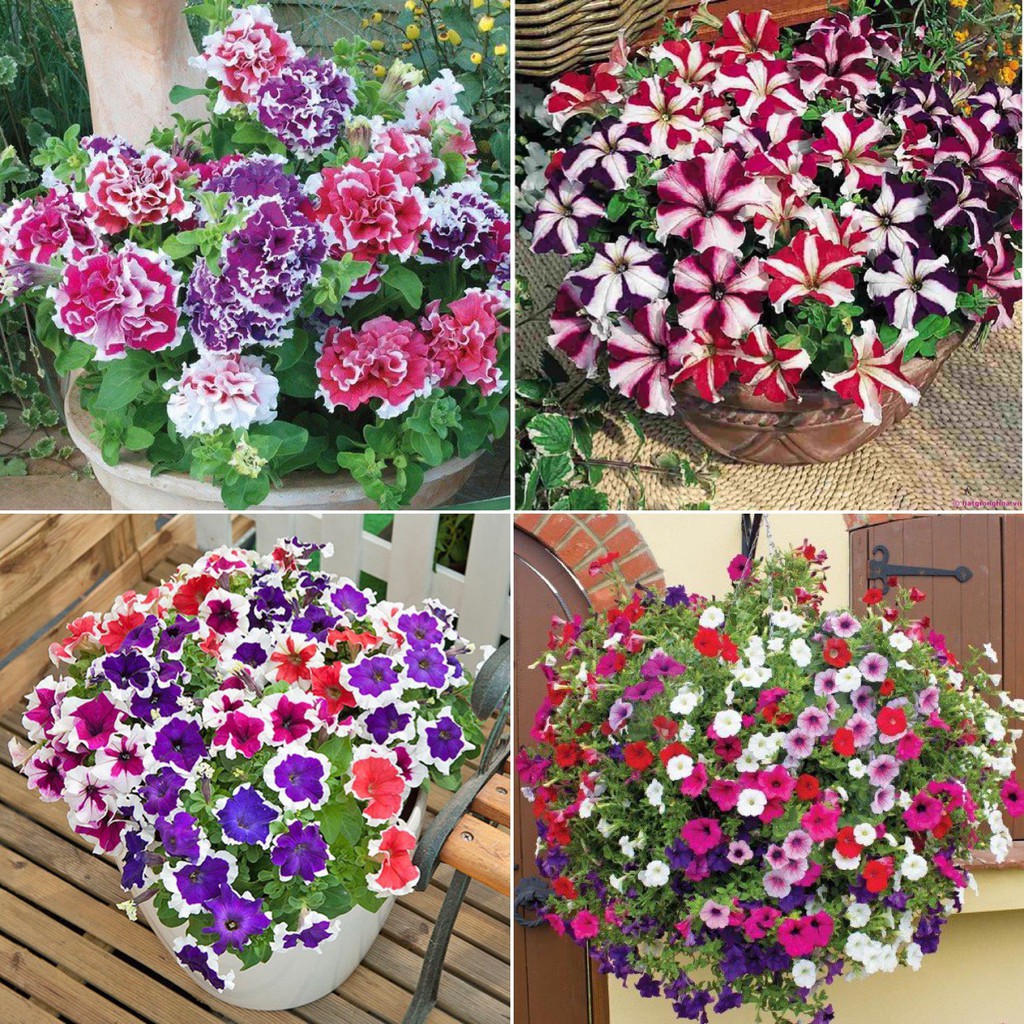 Hạt giống hoa dạ yến thảo mix đủ loại, đủ màu