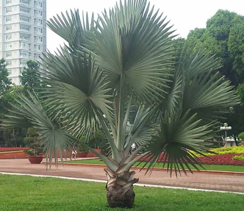 Cây Cọ Lùn Pháp Cảnh - cây giống